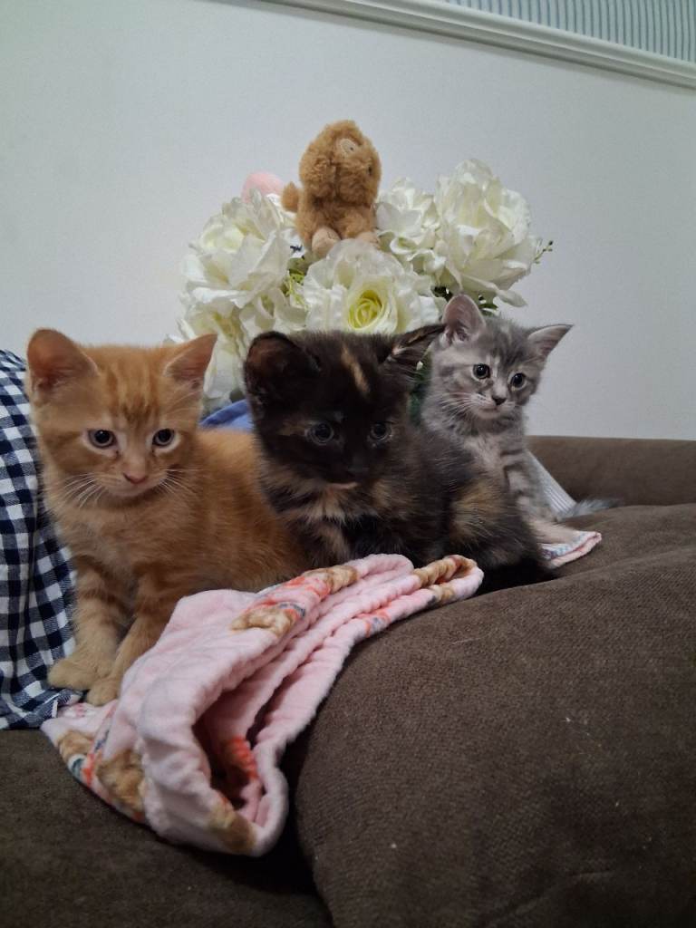 Kittens 