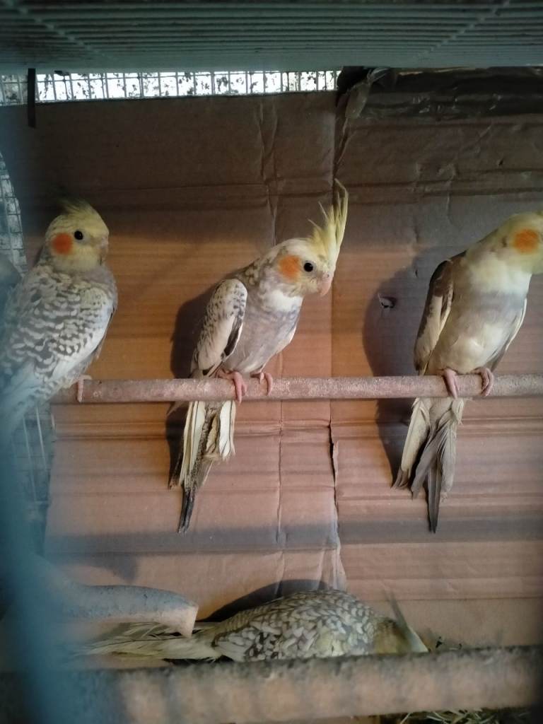 COCKATIELS AND BUDGIES FOR SALE 