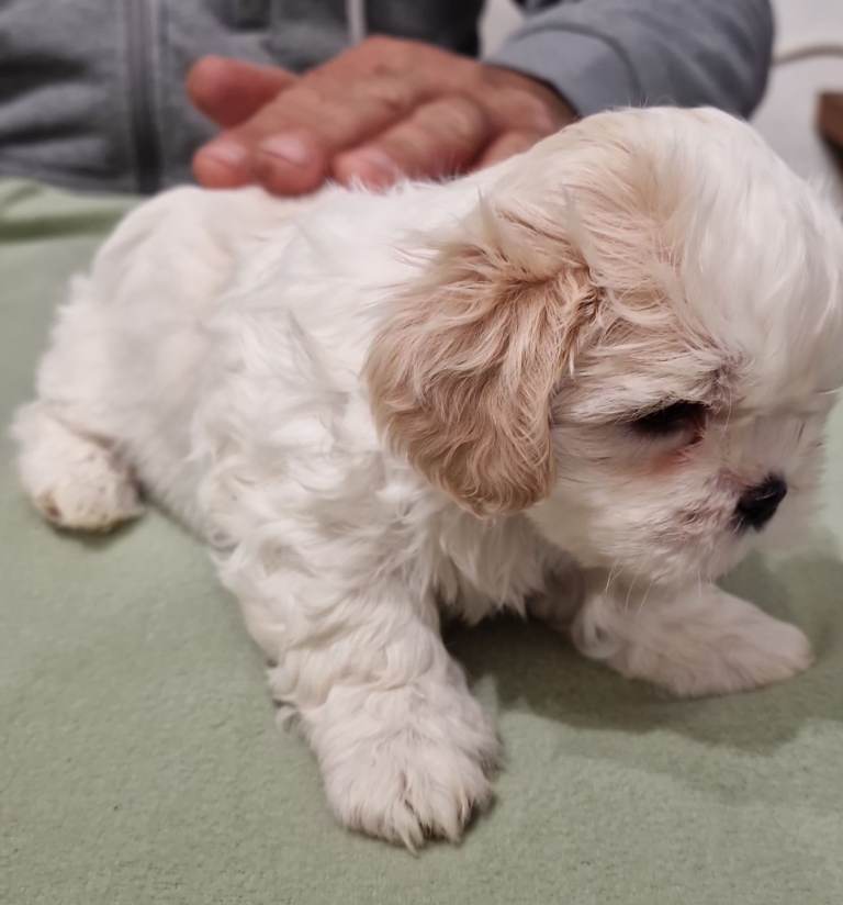 Gorgeous Shih Tzu Puppies! 2 beautiful female available in Cardiff