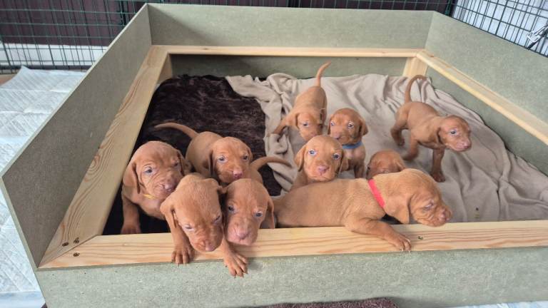 Hungarian Wirehaired Vizsla Puppies 