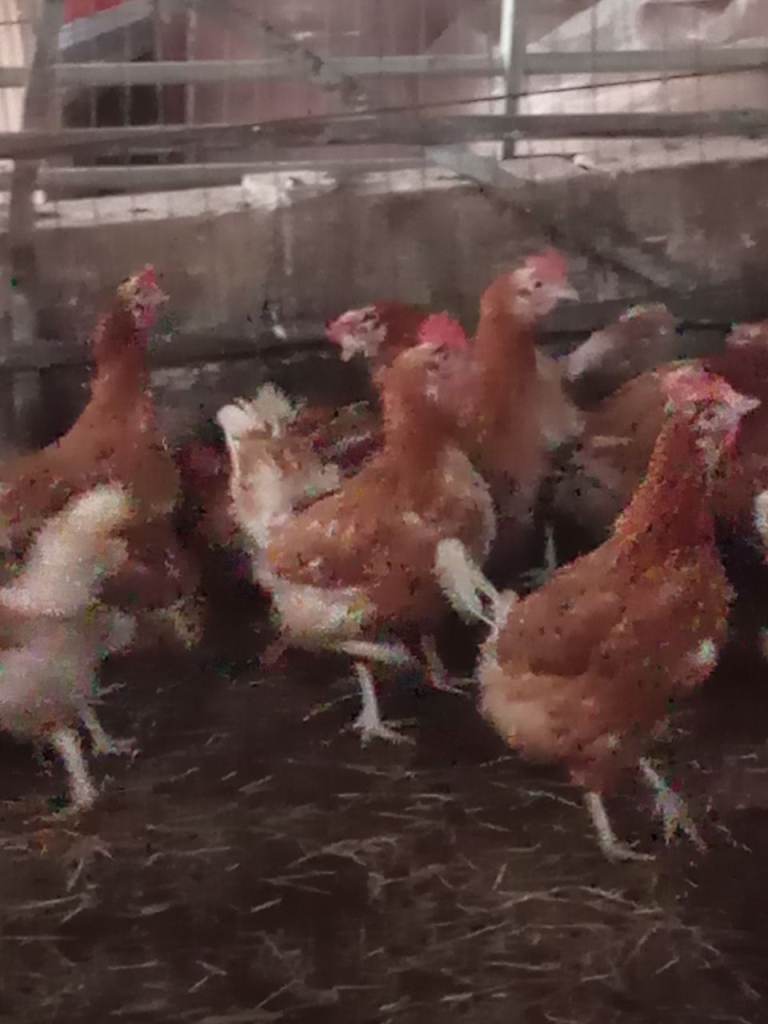 Laying hens