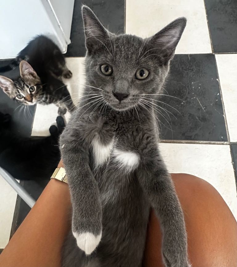 Kittens for a forever home