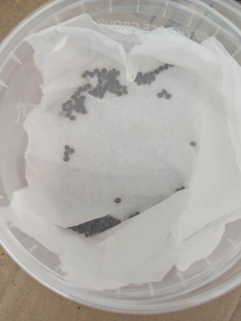 Indian stick insect eggs 