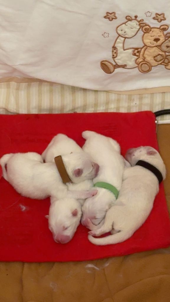 Pedigree pure breed Sammy Smilers 😊