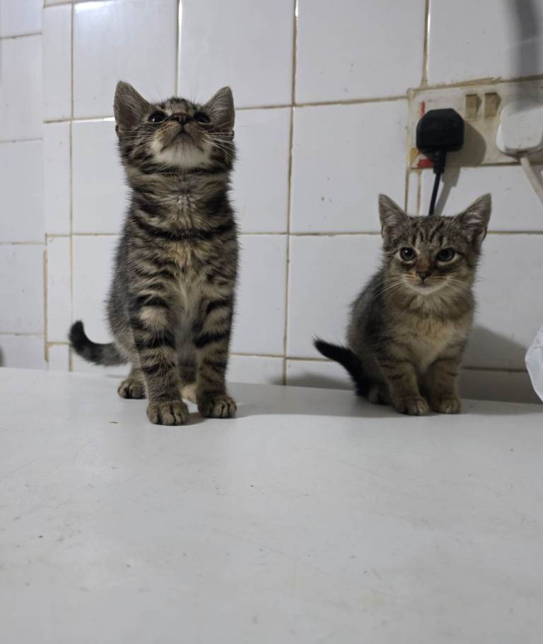 Kitten