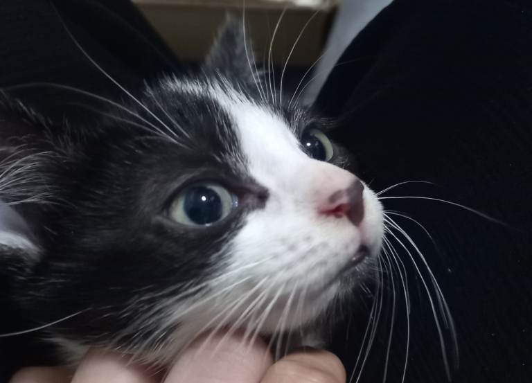 4 Kittens and the mother cat