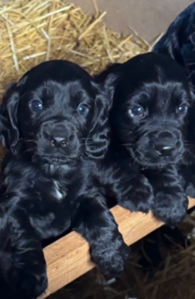 Sprocker puppies 