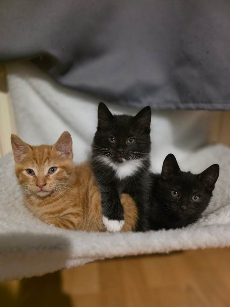 🐾 Beautiful 9-week-old kittens looking for loving homes 🏡❤️