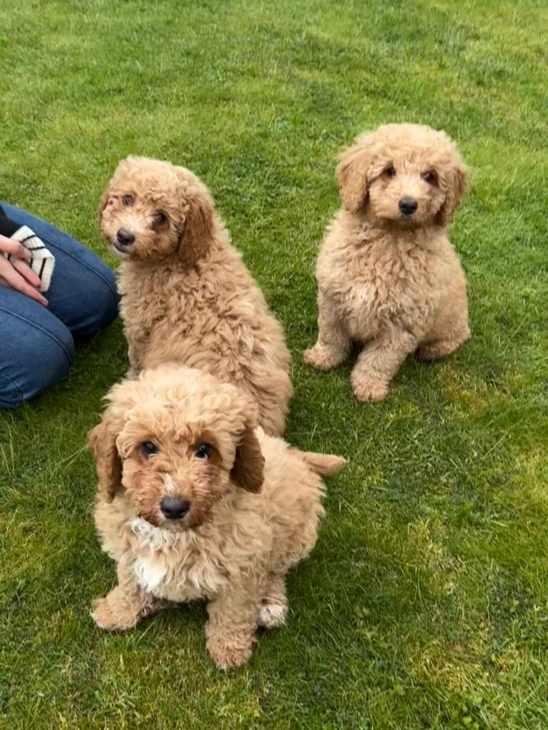 Cockapoo Puppies – Still Available as of 20/05