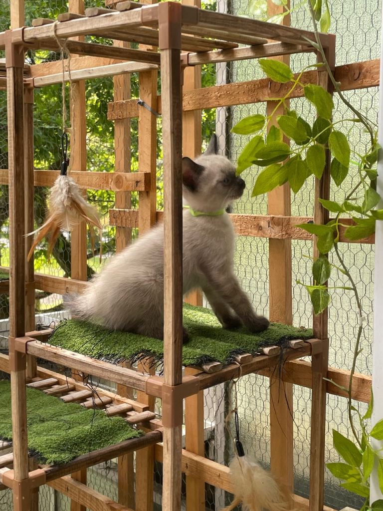 Ragamese kittens (ragdoll) SOLD