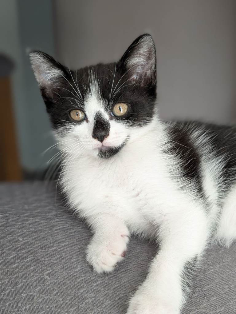 Black and white male kitten 