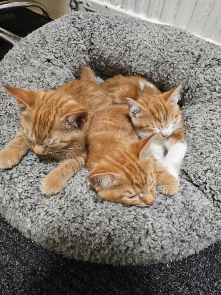 Kittens 