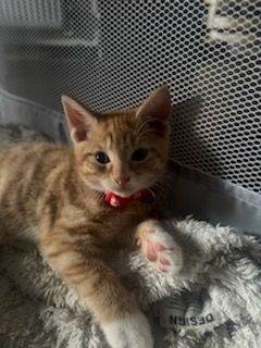 Kittens ready for their foreverhomes. PLEASE READ THE DESCRIPTION