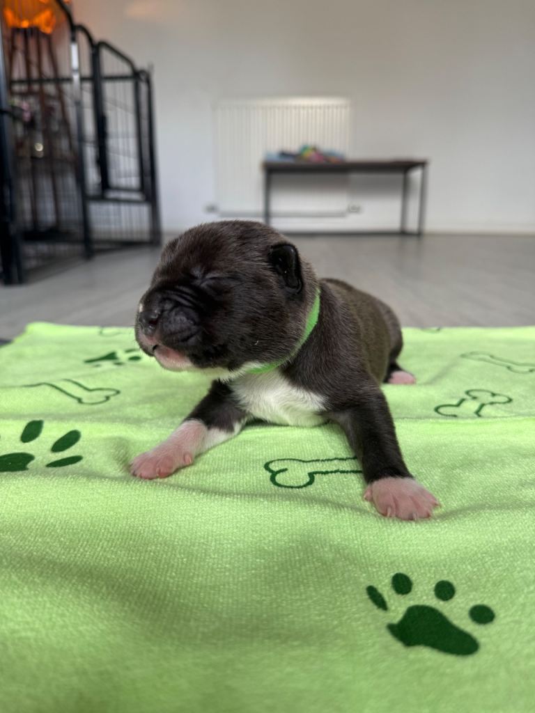Red & White border collie x American bully pups 