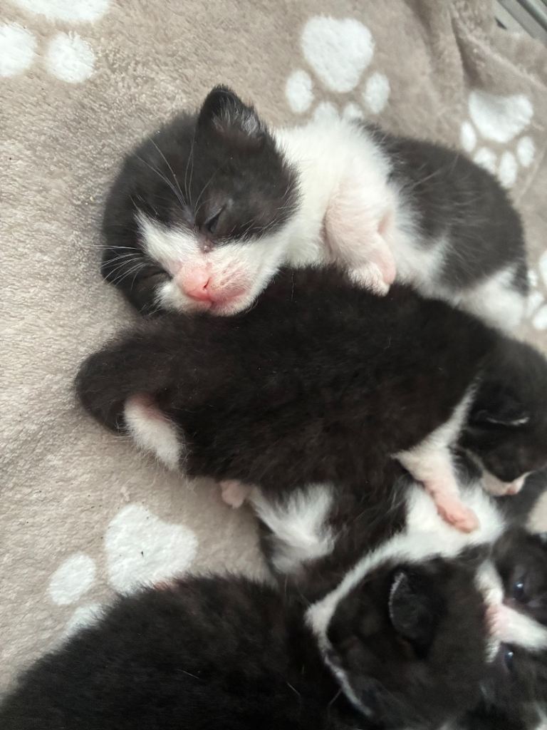  Half British shorthair kittens 