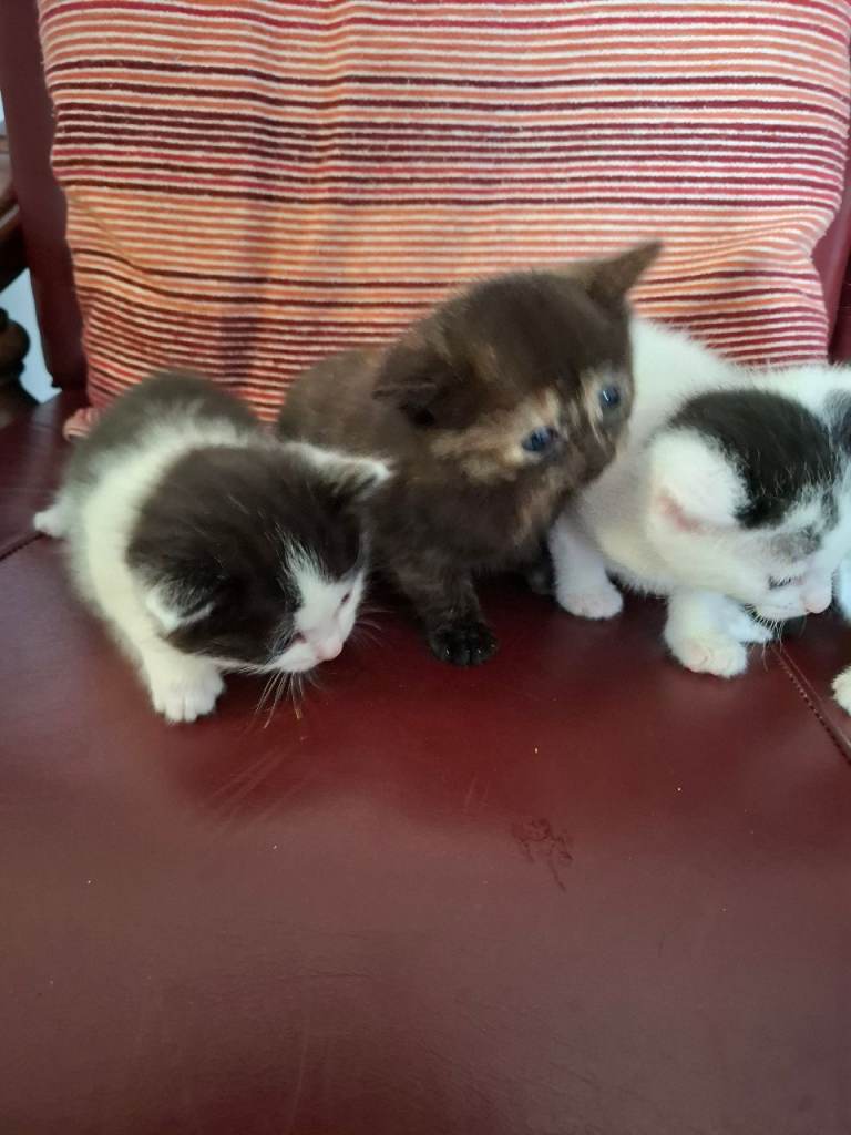 5 kittens for sale  