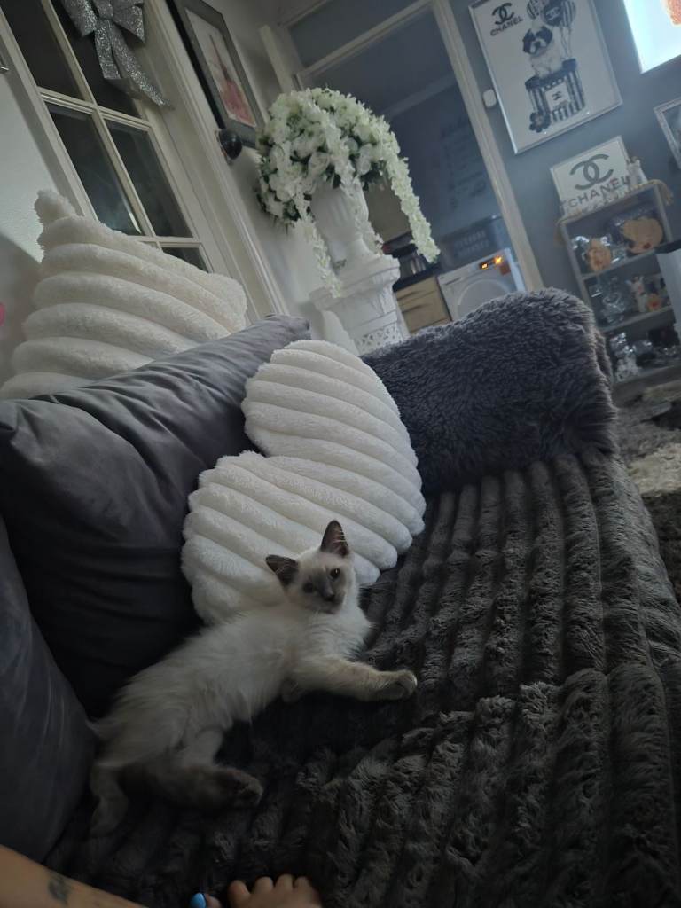 3  month old male ragdoll kitten 