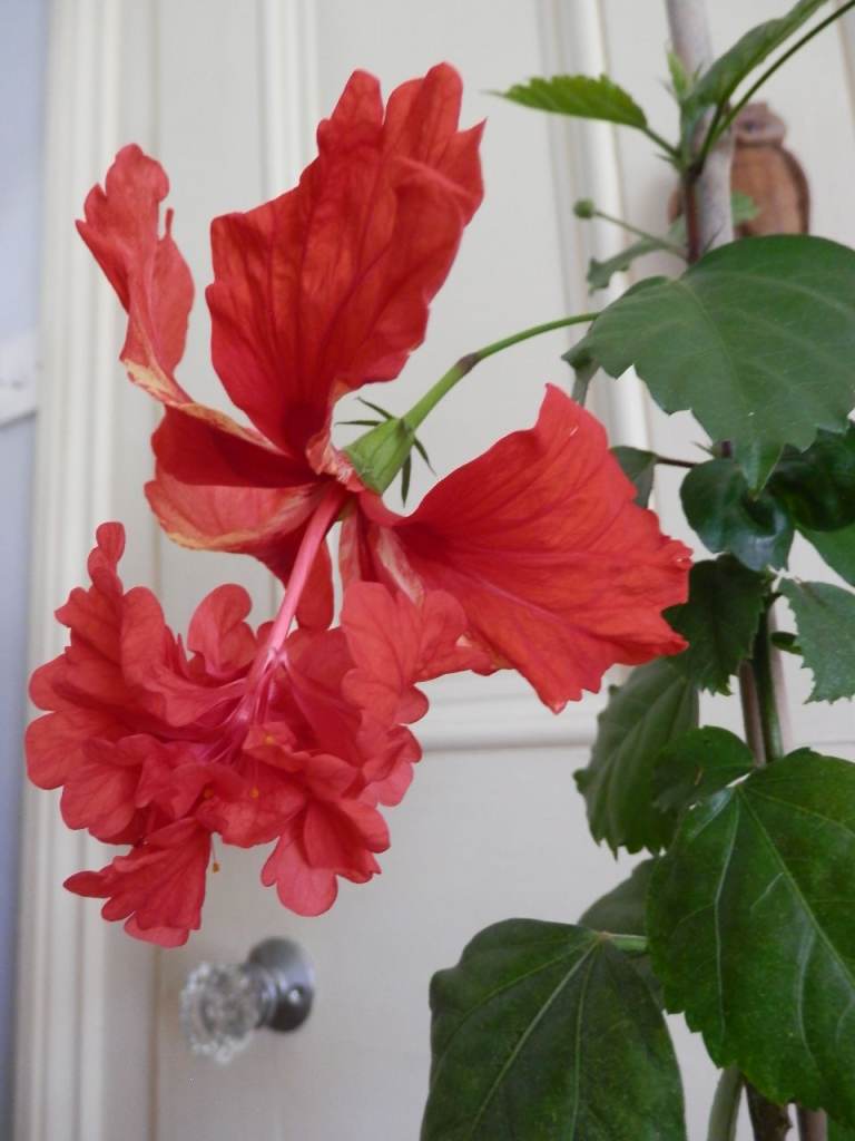 Tall Mature House Plant Red Double Flower Hibiscus Chinese Rose + Orchid Plant