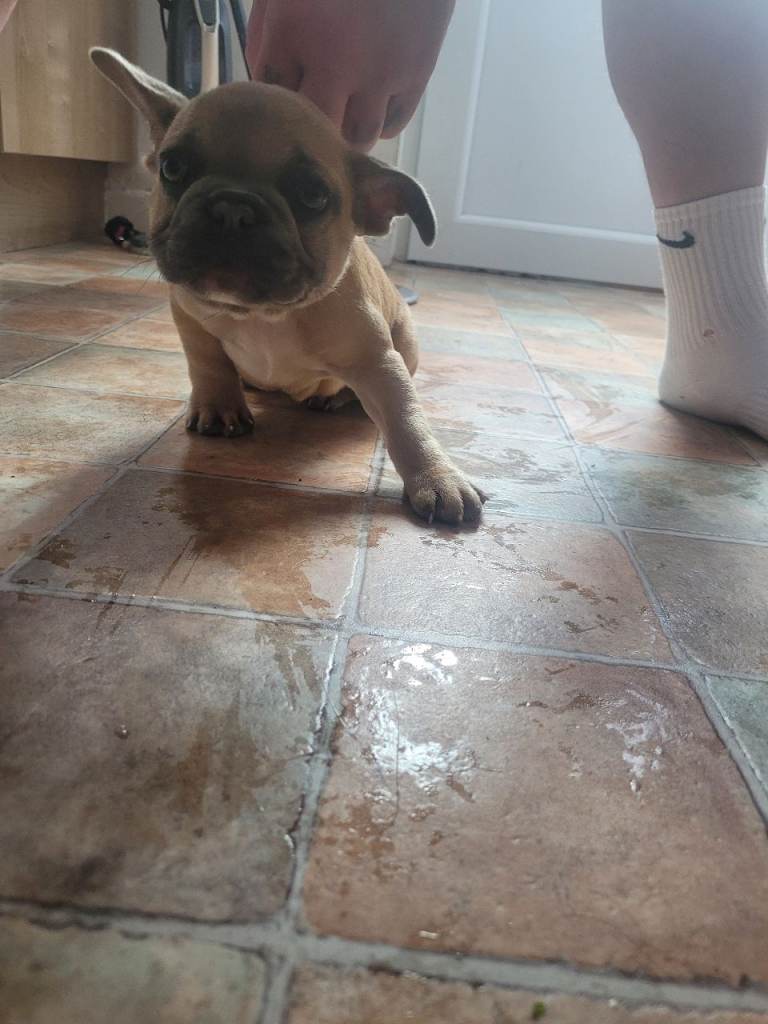 Two girl french bulldogs 