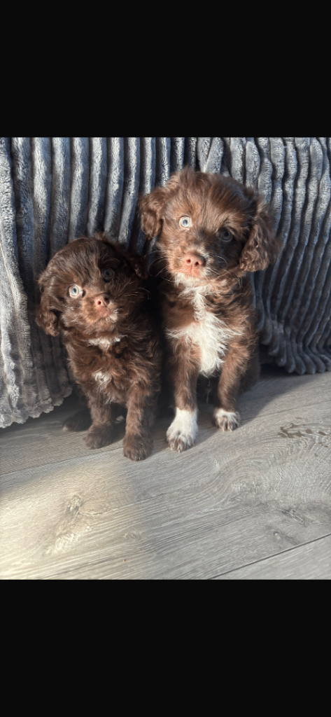 Mini Cockapoo pups 