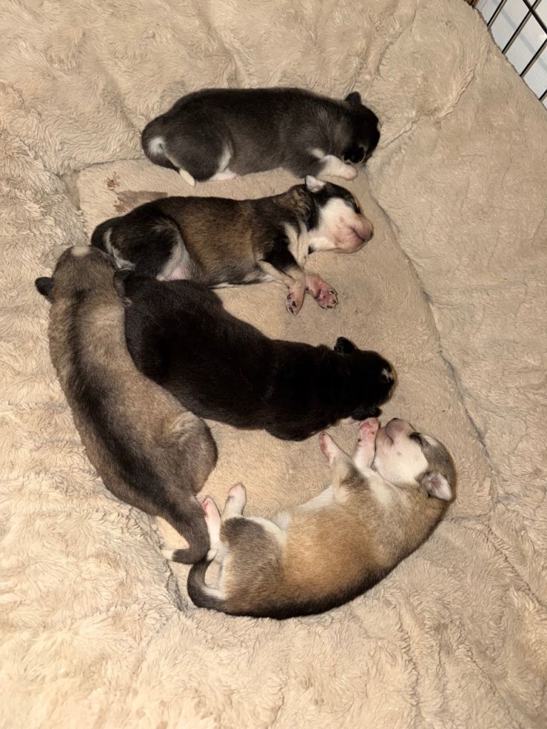 Siberian Husky x Northern Inuit Puppies – 4 Girls & 1 Boy