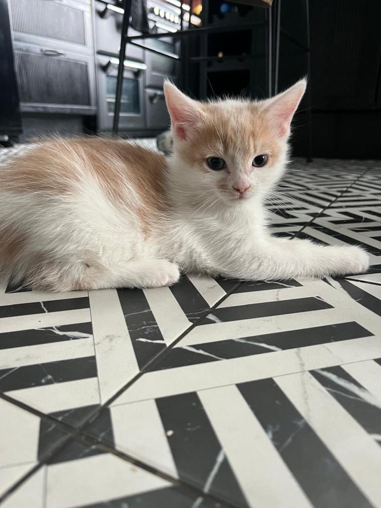 9 week old male kitten 