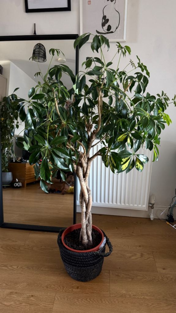 Variegated twisted stem schefflera