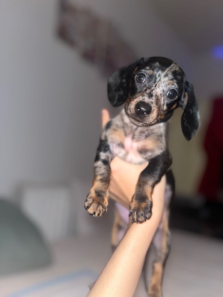 Miniature dachsund