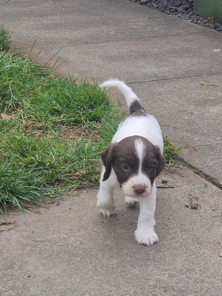 Sprocker puppys