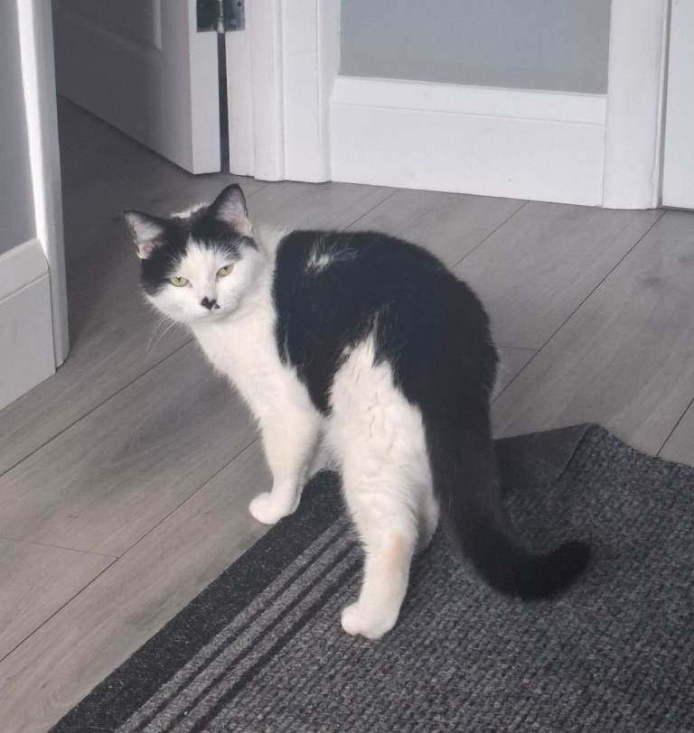 Older Cat for Sale