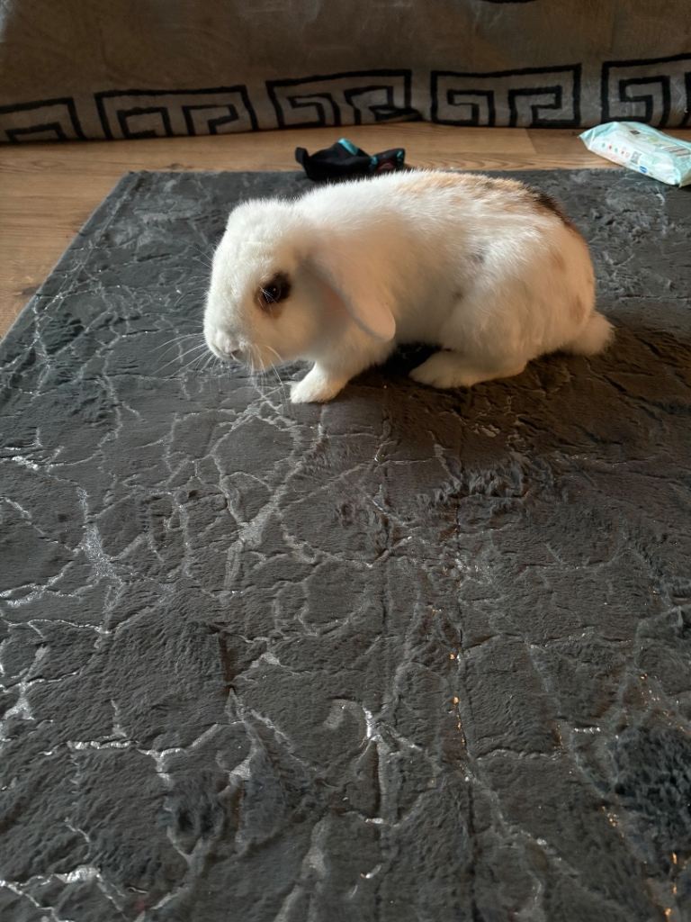Mini lop rabbit 