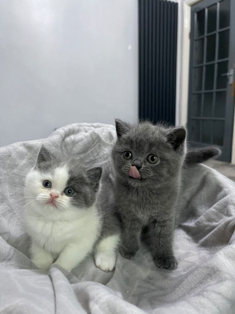 British shorthair cats for sale 
