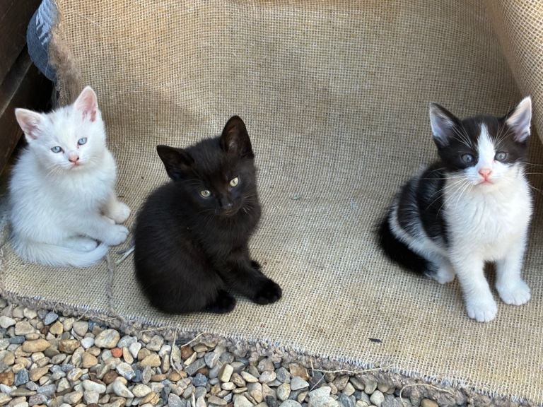 Kittens 