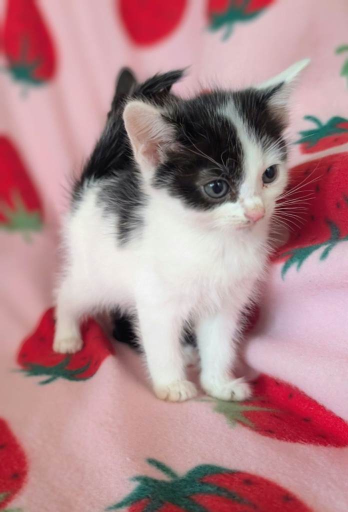 British Blue x kittens , litter trained,  flea/wormed  £80 Sweet happy kittens