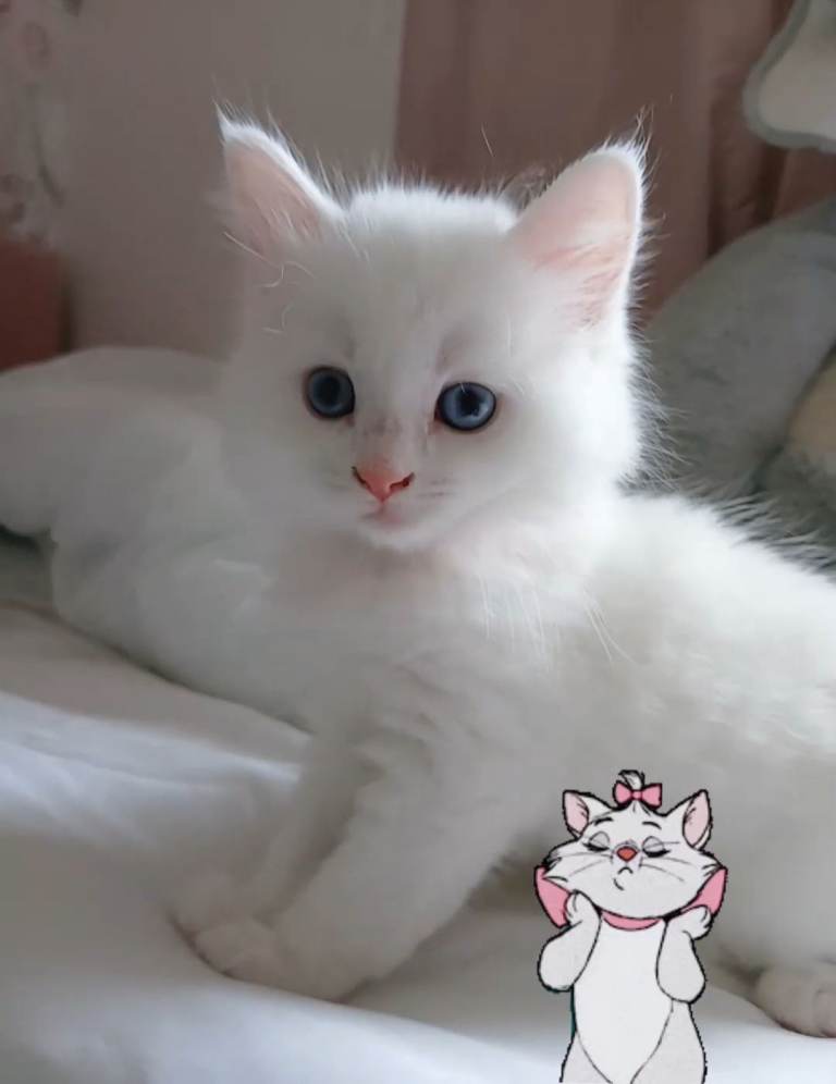 Angoradoll kitten