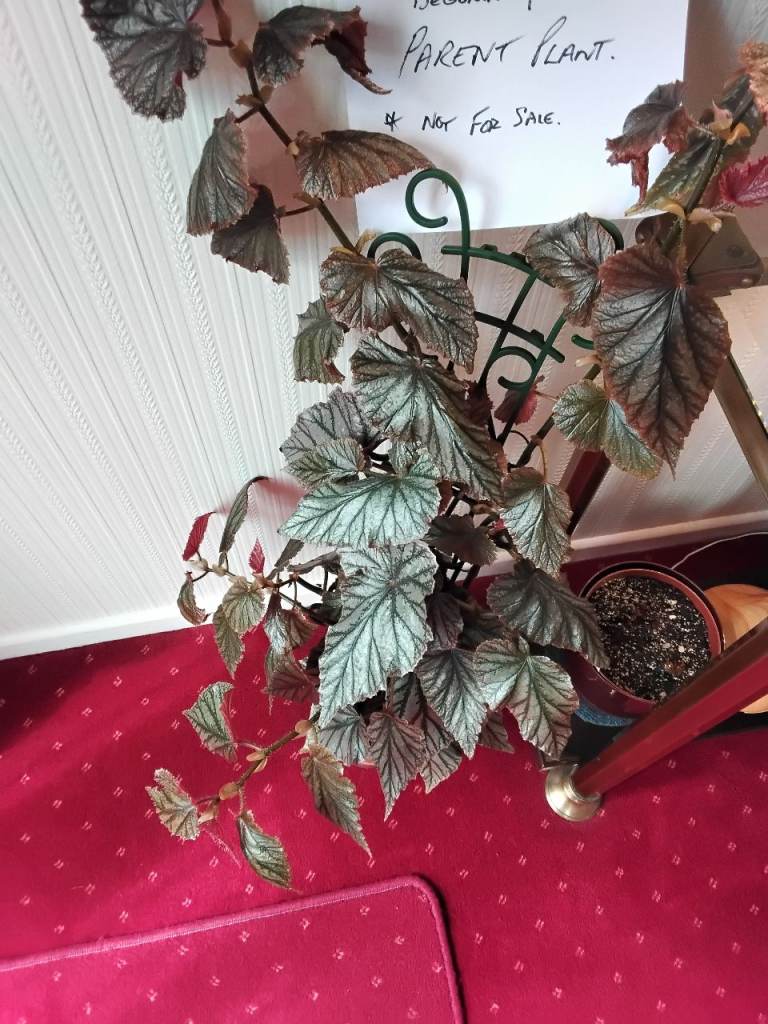 PLANT. BEGONIA "AYA". CANE BEGONIA. HOUSEPLANT. BEAUTIFUL METALLIC SHEEN.
