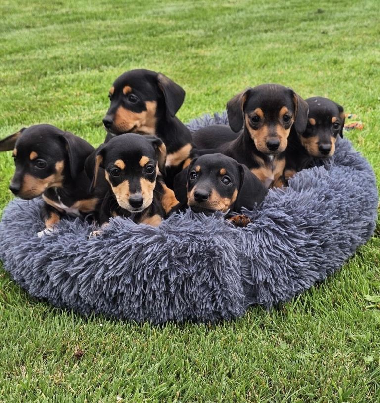 Miniature Dachshund Puppies