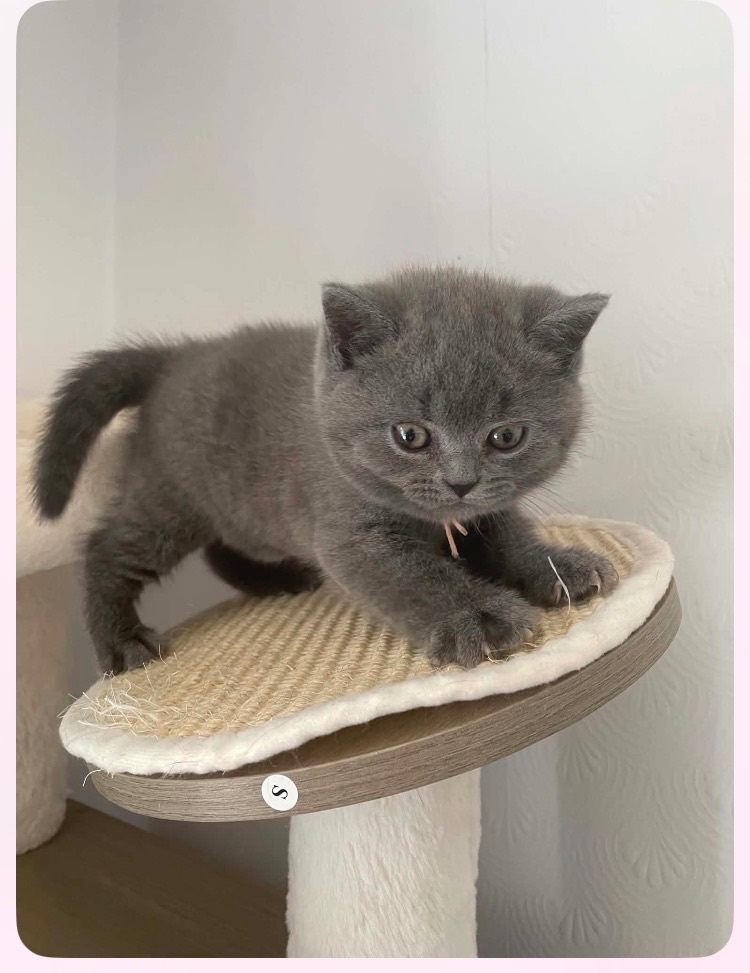 British Shorthair kittens