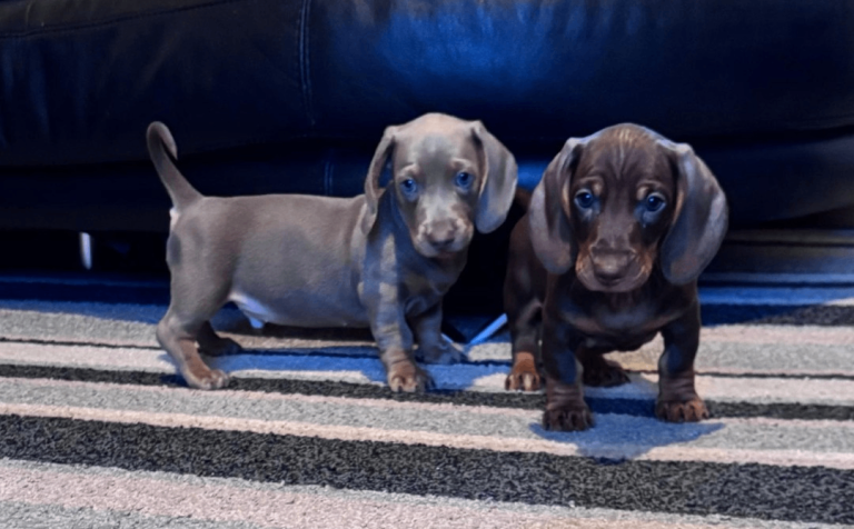 Miniture Dachshund (ONLY 2 BOYS LEFT)