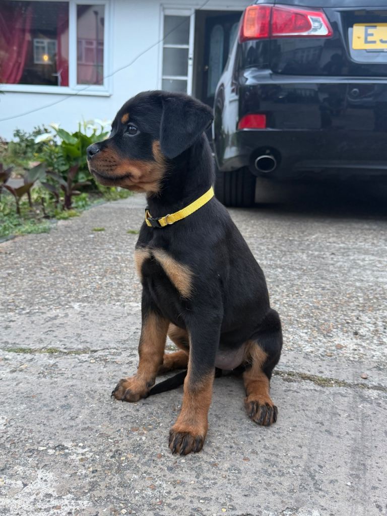 Female Rottweiler puppy for sale 