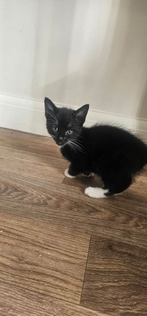 Kittens