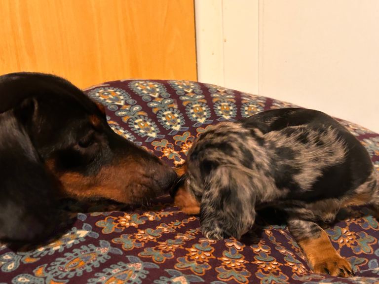 !! Miniature Dachshund Puppies !!
