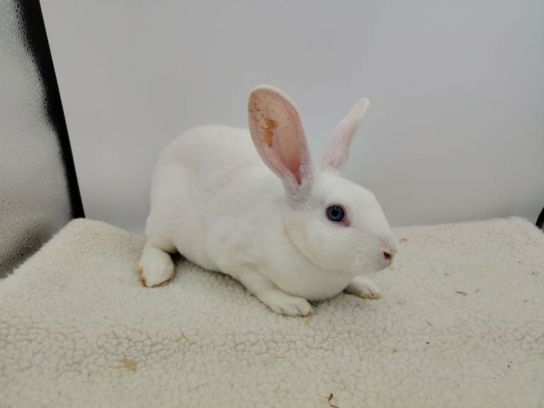 3 lovely mini rex 