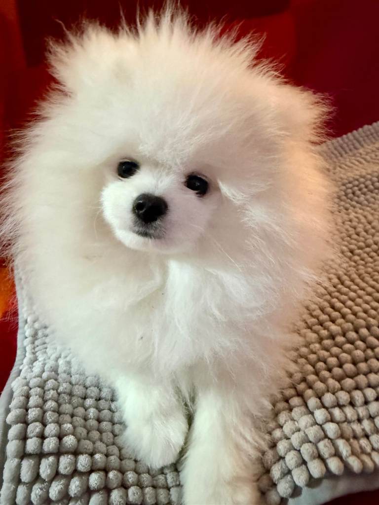 ❤️Stunning KC fluffy pure white Pomeranian boy❤️