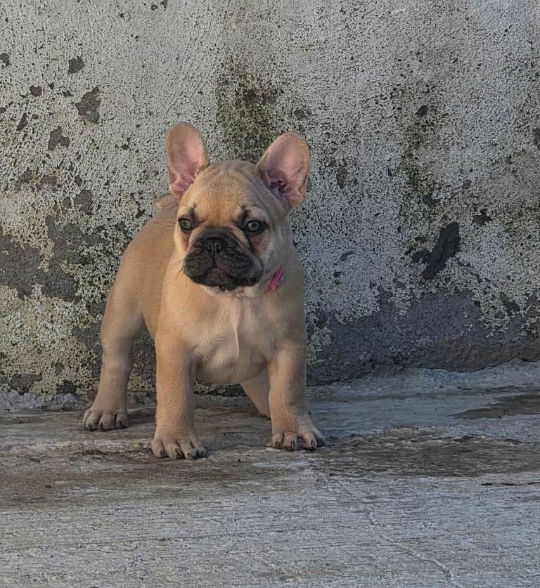 French bulldog pup **ready now**