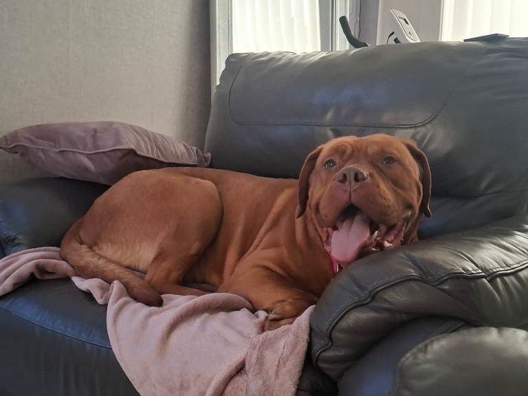 Dogue de bordeoux