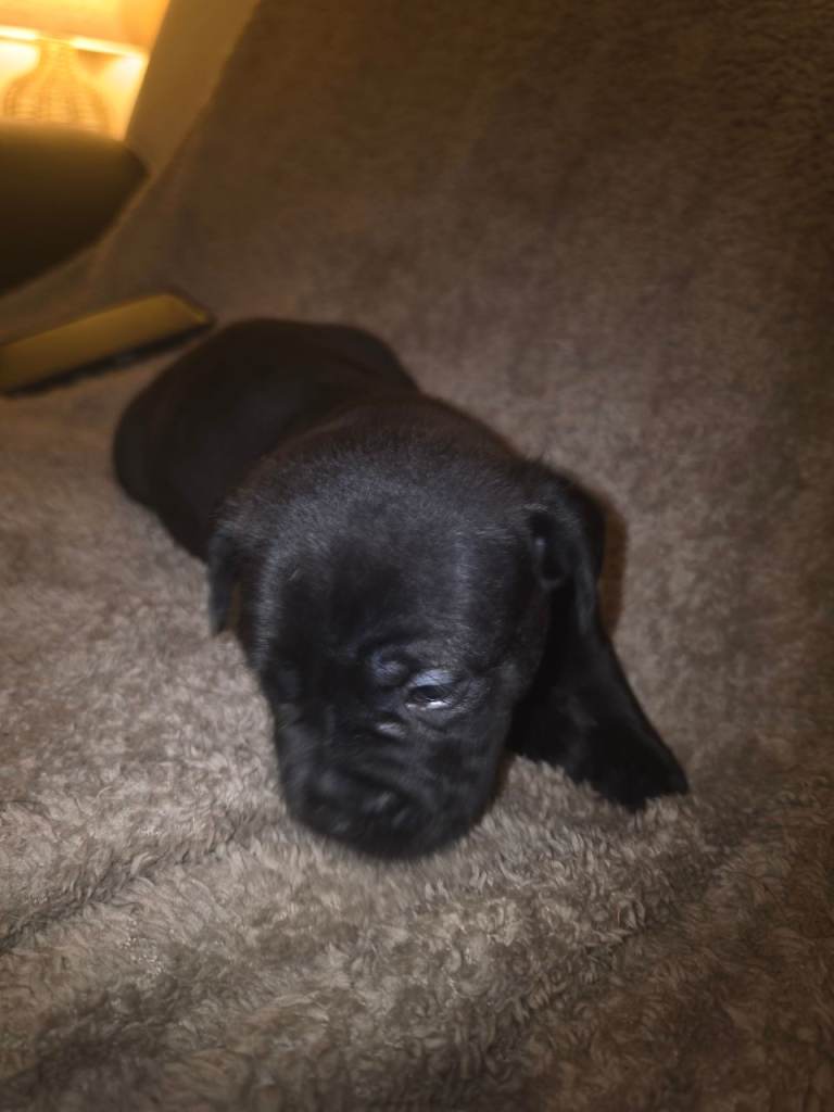  Dogue de bordeaux x Cane Corso Puppies