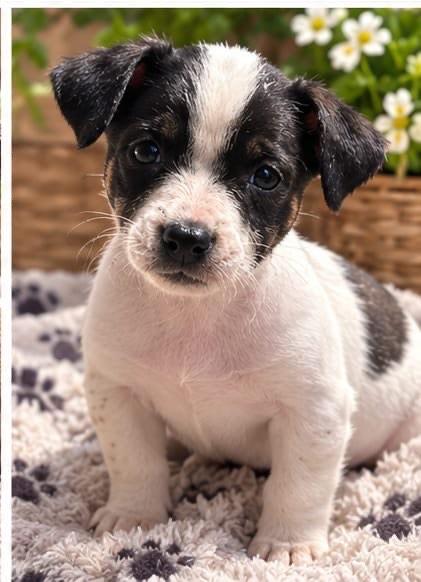 Jack Russell pups 