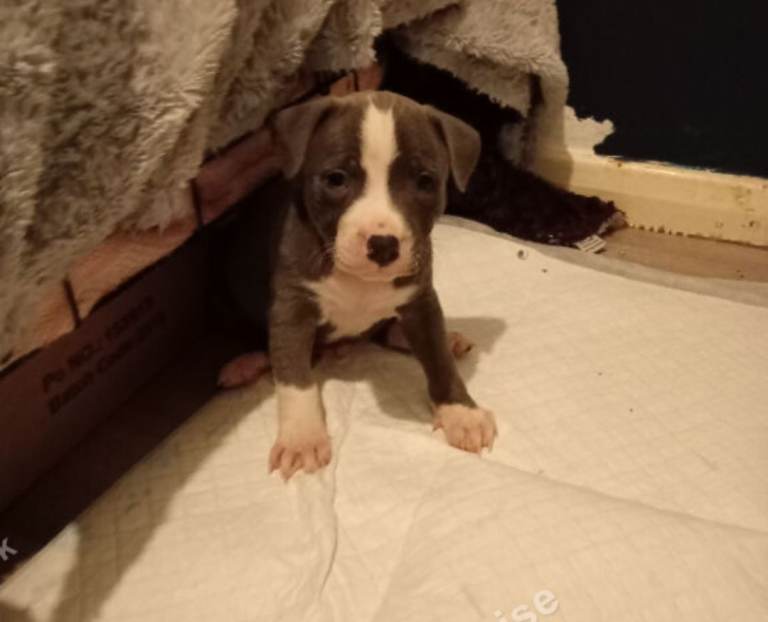 Beautiful blue boy staffordshire bull-terrier puppy 
