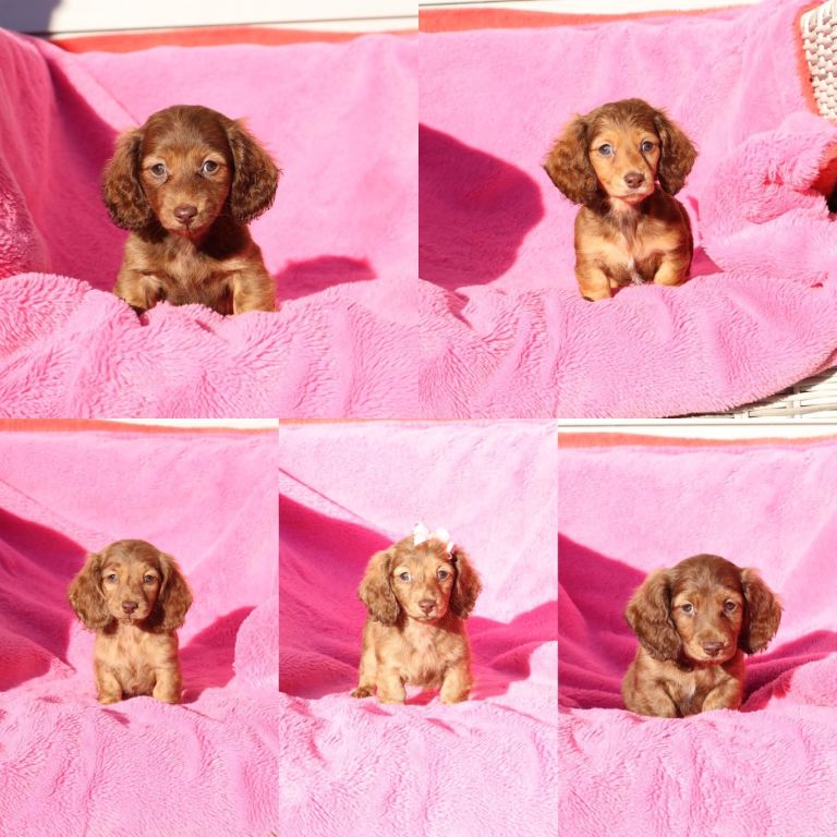 Longhair miniature dachshund